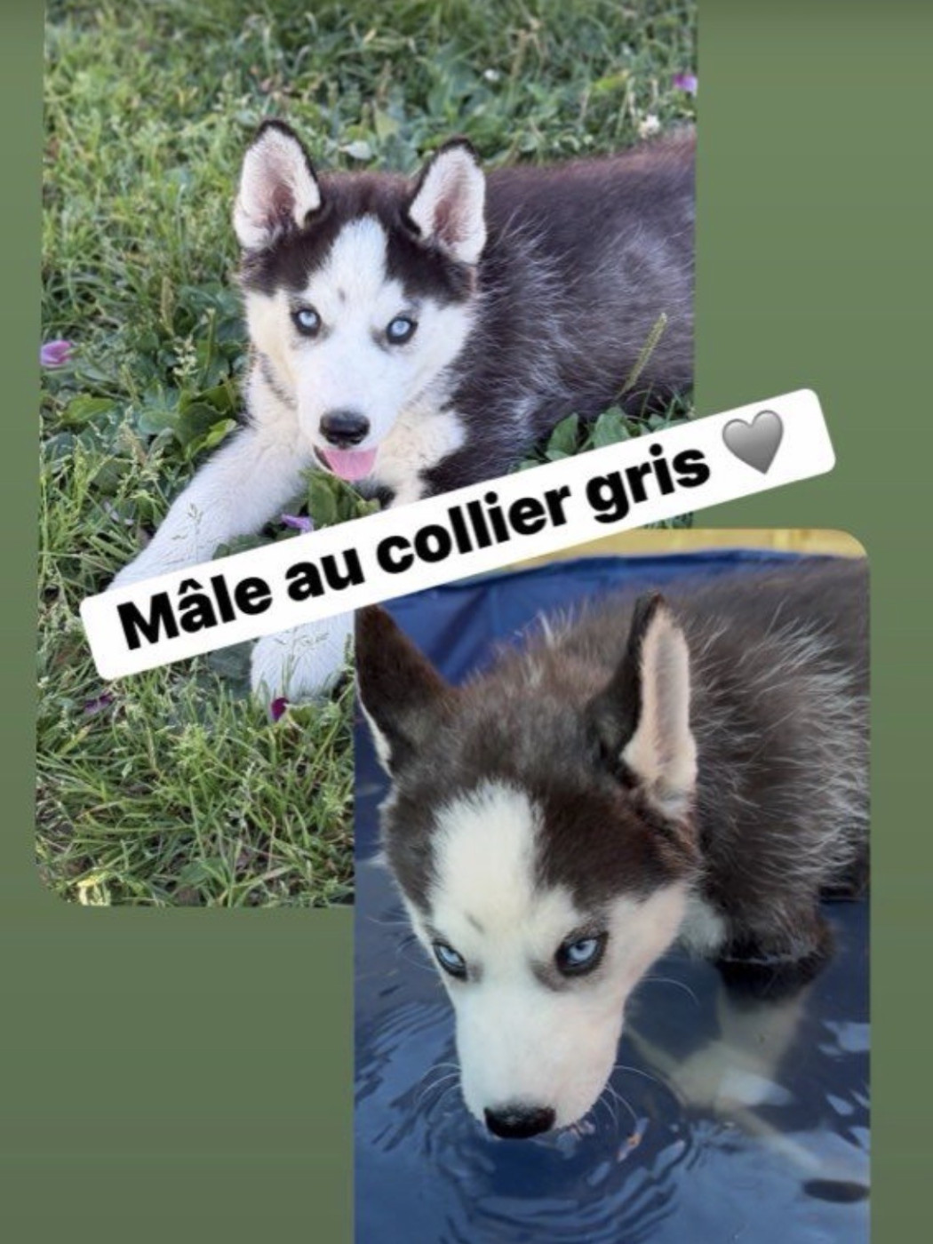 De la passion Nordique - Chiots disponibles - Siberian Husky