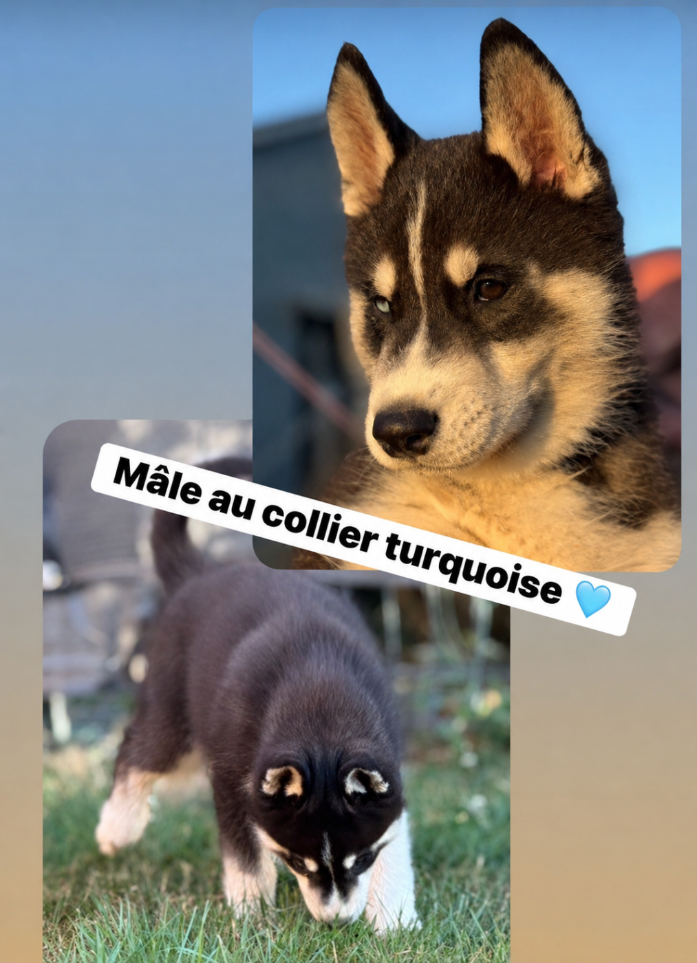 De la passion Nordique - Chiots disponibles - Siberian Husky