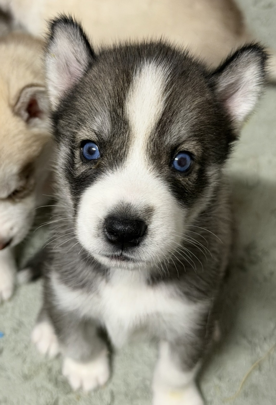 De la passion Nordique - Chiots disponibles - Siberian Husky