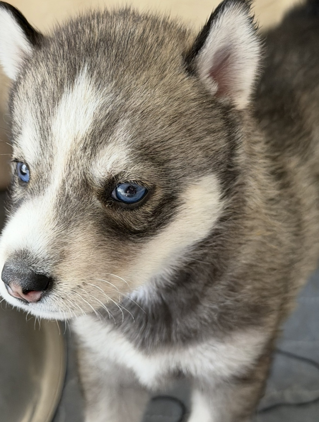 De la passion Nordique - Chiots disponibles - Siberian Husky