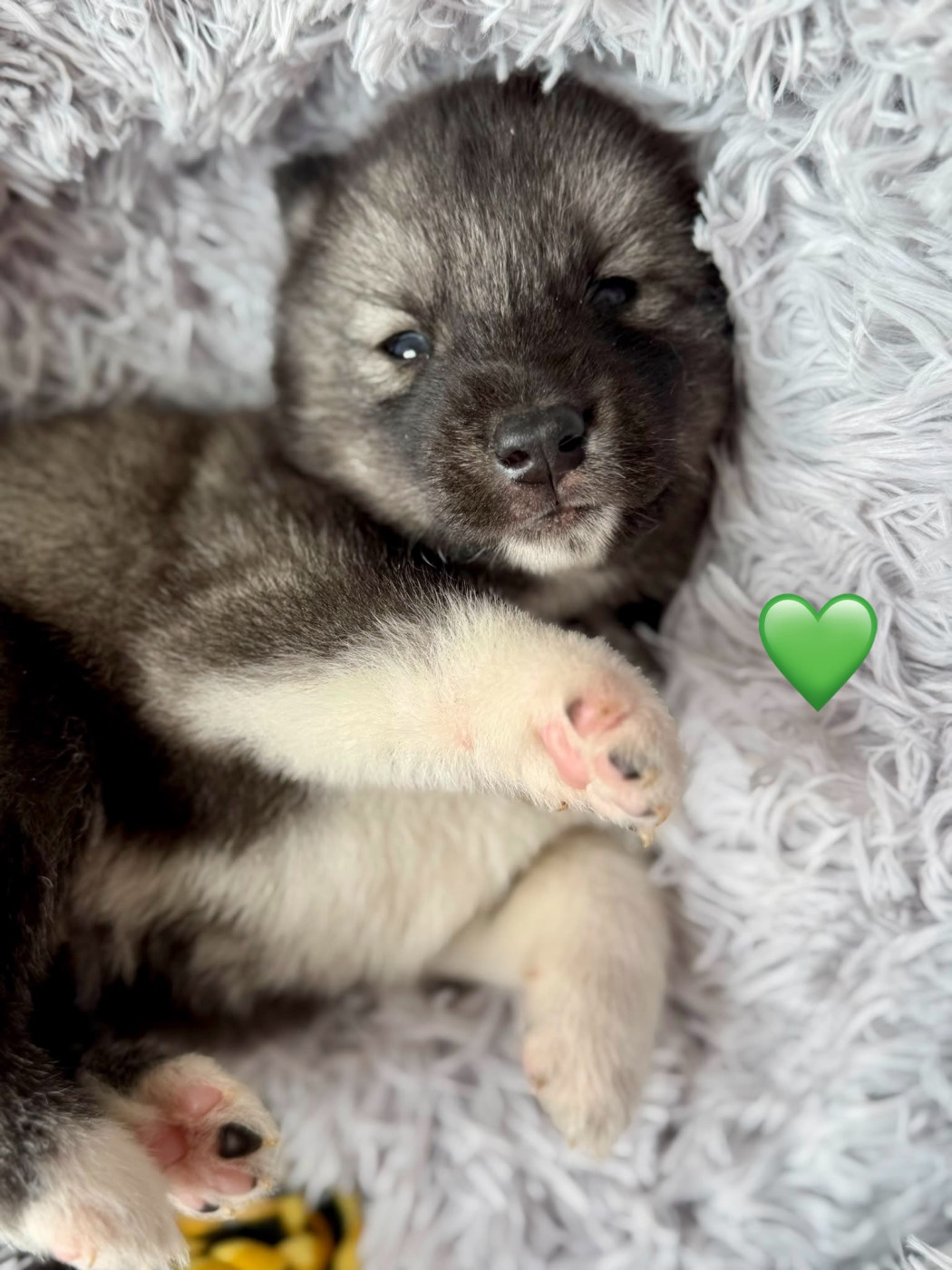 De la passion Nordique - Chiots disponibles - Siberian Husky
