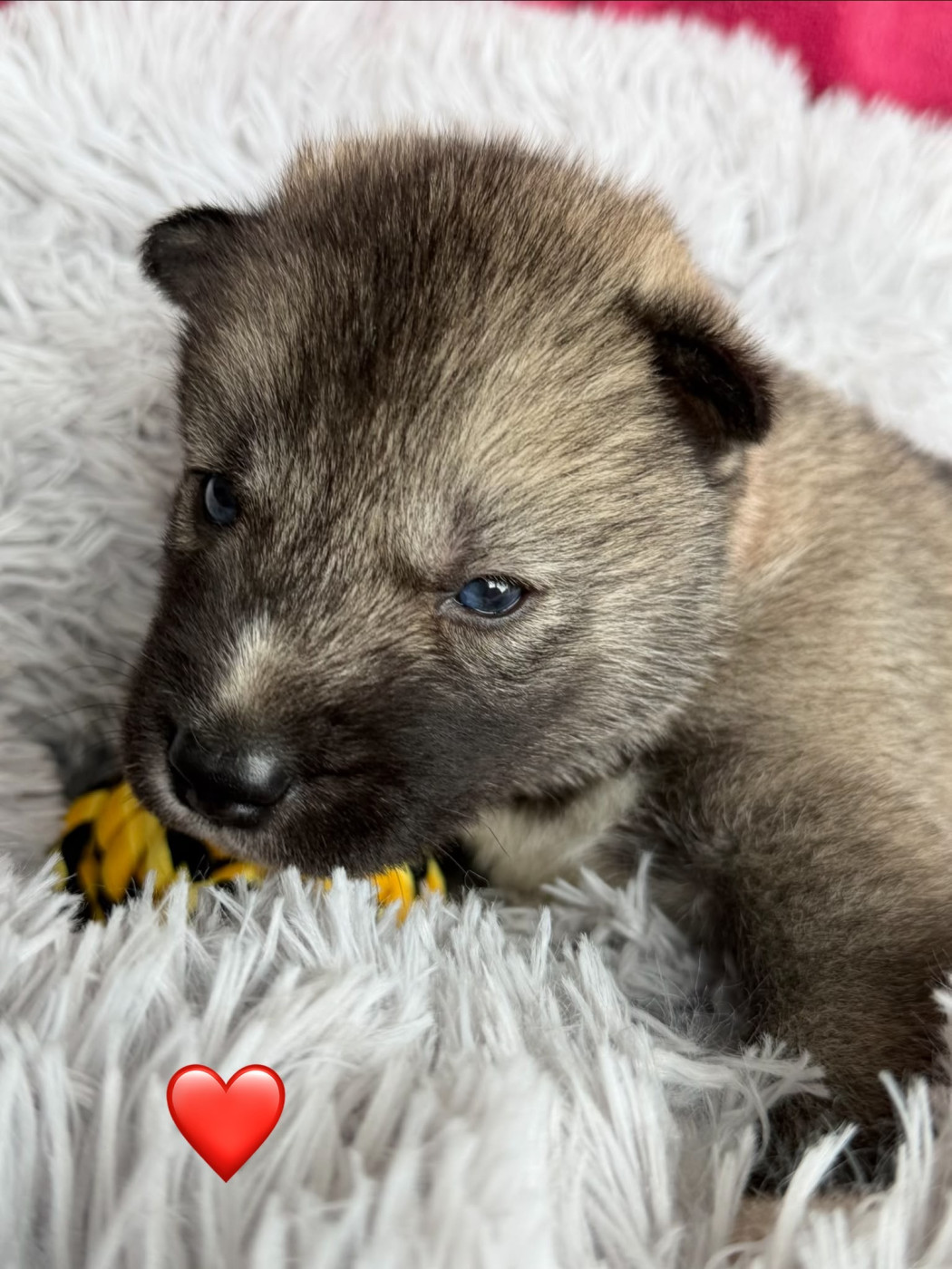 De la passion Nordique - Chiots disponibles - Siberian Husky