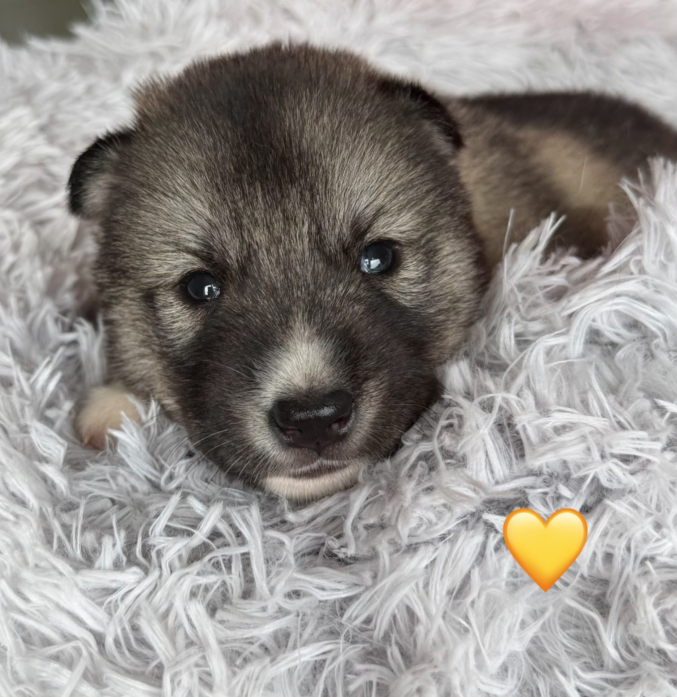 De la passion Nordique - Chiots disponibles - Siberian Husky