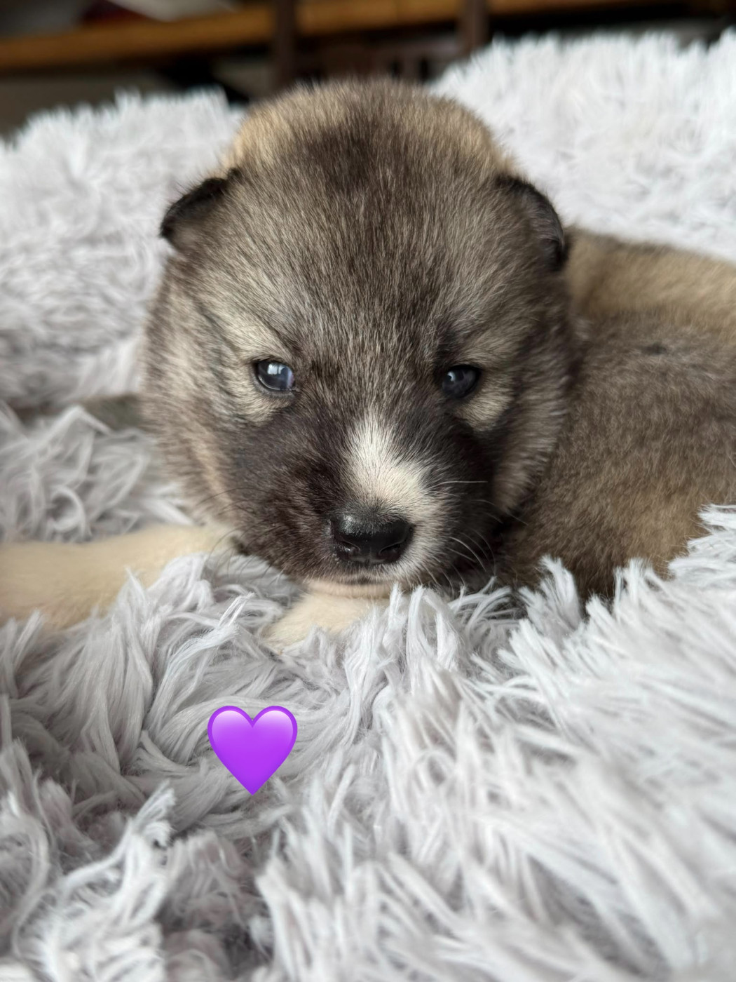 De la passion Nordique - Chiots disponibles - Siberian Husky