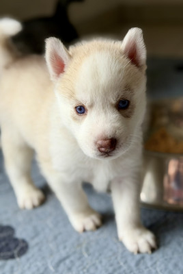 Chiot N°1