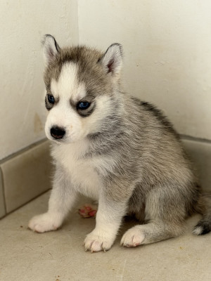Chiot N°2