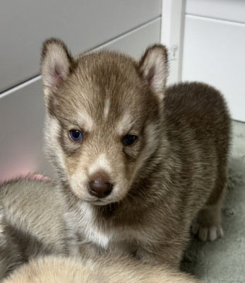 Chiot N°3