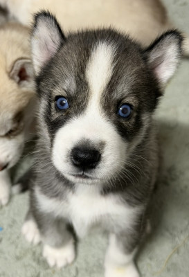 Chiot N°4