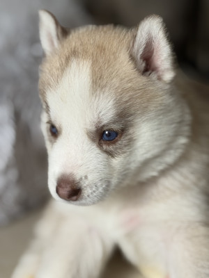 Chiot N°6