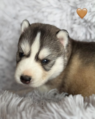 Chiot N°3