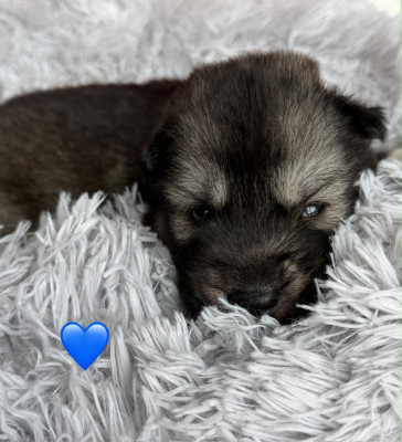 Chiot N°4