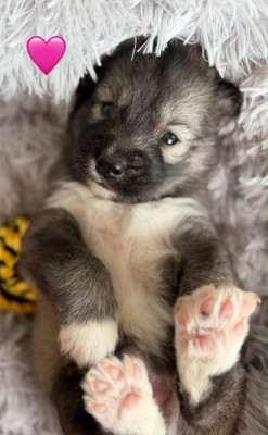 Chiot N°7